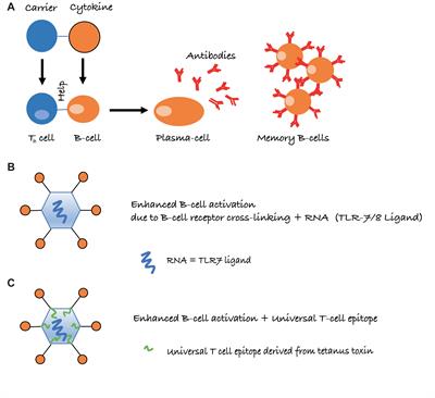 The Prospects of an Active Vaccine Against Asthma Targeting IL-5